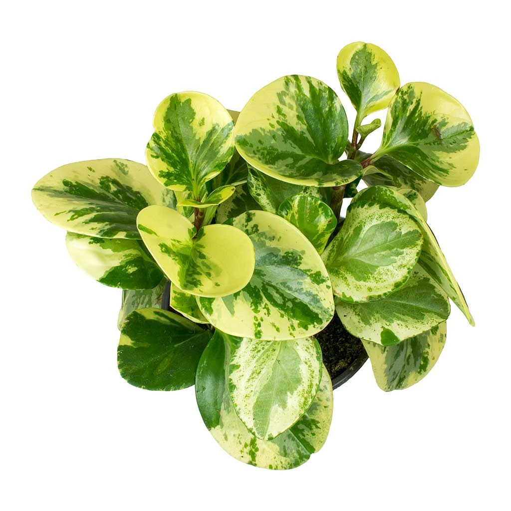 Peperomia Obtusifolia Variegata - Variegated Baby Rubber Plant 7 Peperomia Obtusifolia Variegata - Variegated Baby Rubber Plant - Image 5