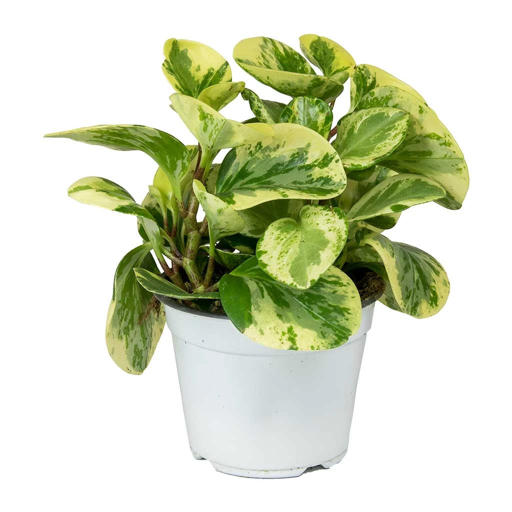 Peperomia Obtusifolia Variegata - Variegated Baby Rubber Plant 4 Peperomia Obtusifolia Variegata - Variegated Baby Rubber Plant - Image 2