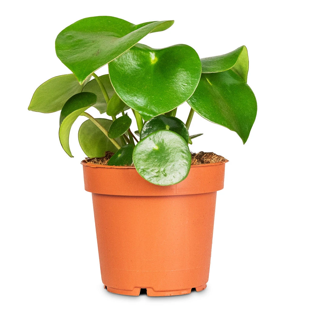 Peperomia Polybotrya Raindrop 10 Peperomia Polybotrya Raindrop - Image 8