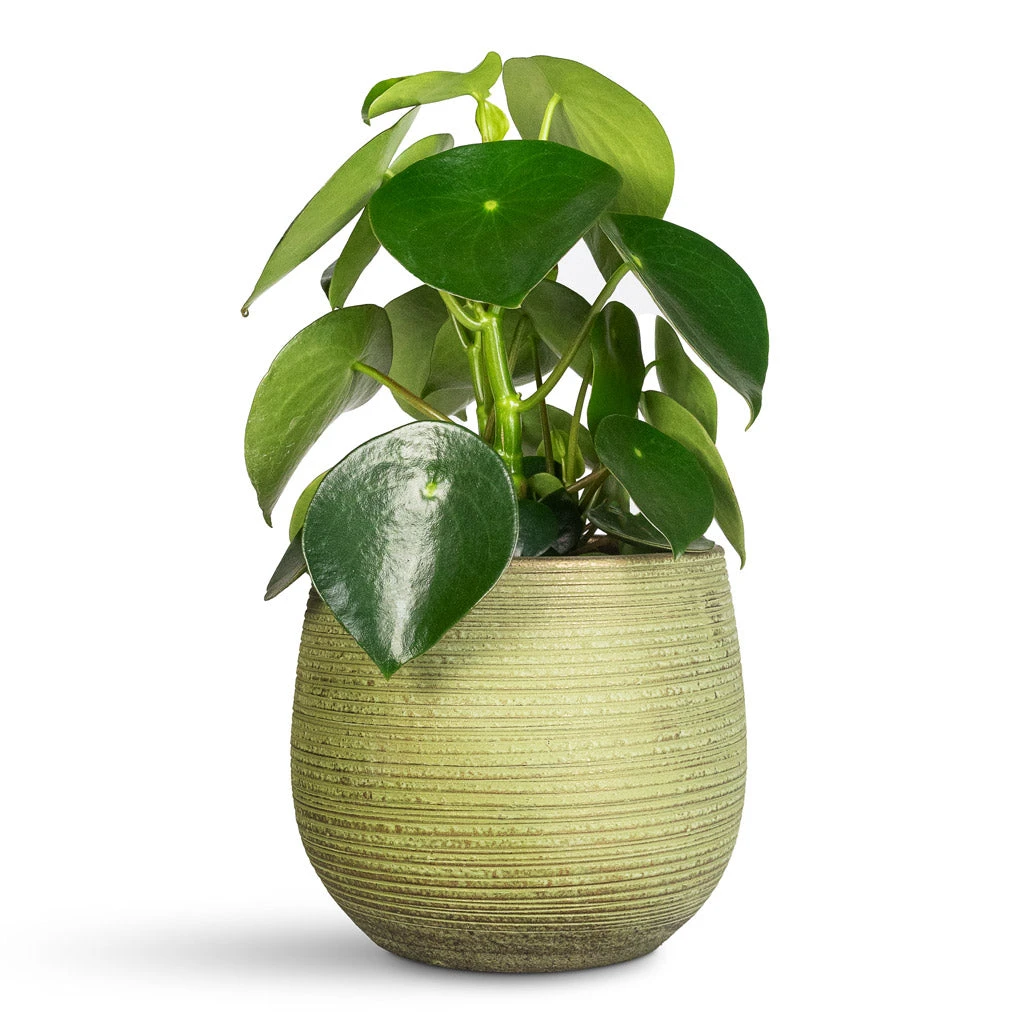 Peperomia Polybotrya Raindrop 3 Peperomia Polybotrya Raindrop