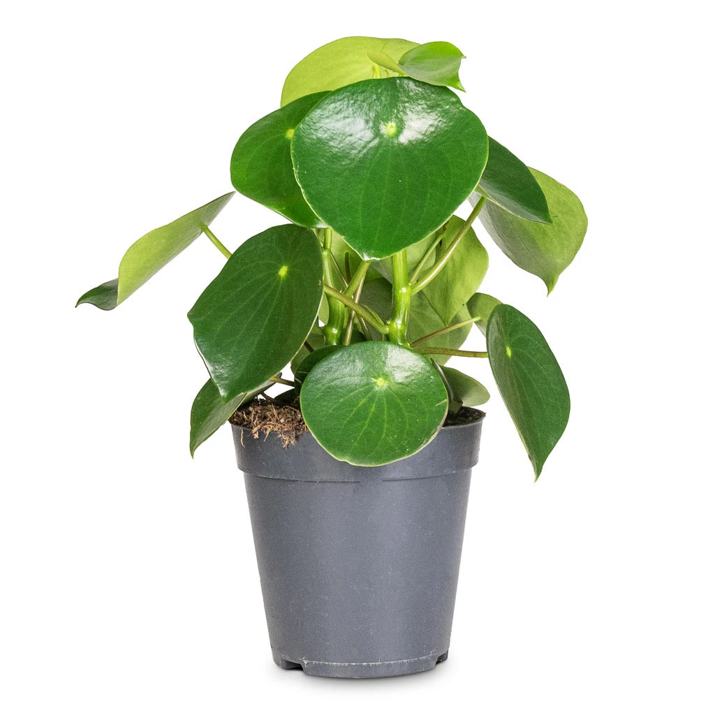 Peperomia Polybotrya Raindrop 11 Peperomia Polybotrya Raindrop - Image 9