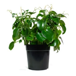 Peperomia Polybotrya Raindrop 14 Peperomia Polybotrya Raindrop -Hortology Plants Shop Peperomia polybotrya Raindrop 27cm eccbc1fc eb23 4da9 8de6 8b76786eae8c