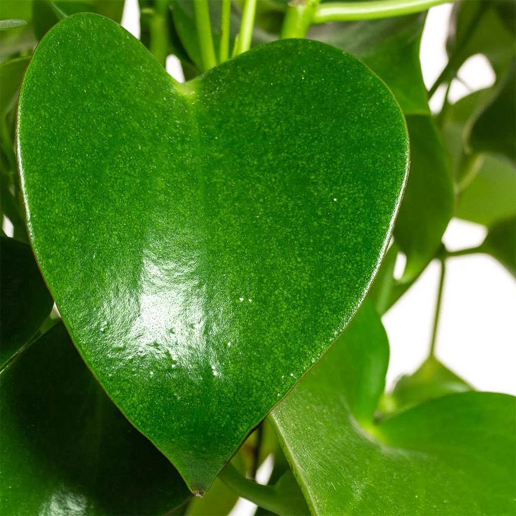 Peperomia Polybotrya Raindrop 4 Peperomia Polybotrya Raindrop - Image 2