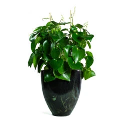 Peperomia Polybotrya Raindrop 15 Peperomia Polybotrya Raindrop -Hortology Plants Shop Peperomia polybotrya Raindrop Livin Beauty Flowerpot Black Silver Smooth