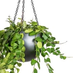 Hortology Plants Shop -Hortology Plants Shop Peperomia prostrata Pepperspot String of Coins 15x20cm Gradient Hanging Plant Globe Matt Grey 24x19cm 2 3196ab38 ce66 47f1 acb2 81e4c1535911