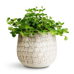 Renzo Plant Pot - Sand -Hortology Plants Shop Peperomia rotundifolia Trailing Jade 12x20cm Renzo Pot Sand 15x13cm