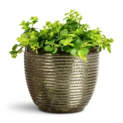 Elise Metal Plant Pot - Green 20 Elise Metal Plant Pot - Green -Hortology Plants Shop Peperomia rotundifolia Trailing Jade 15x25cm Elise Metal Pot Green 17x15cm