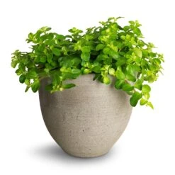 Peperomia Rotundifolia - Trailing Jade Plant 34 Peperomia Rotundifolia - Trailing Jade Plant -Hortology Plants Shop Peperomia rotundifolia Trailing Jade Plant 15x25cm Coral Refined Planter Clouded Grey 2 ffb4aec4 be46 4dc2 9a45 7abb2fc83fcf