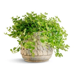 Peperomia Rotundifolia - Trailing Jade Plant 29 Peperomia Rotundifolia - Trailing Jade Plant -Hortology Plants Shop Peperomia rotundifolia Trailing Jade Plant 15x25cm Jim Plant Pot Shell 19x16cm 2