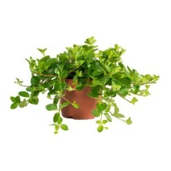 Peperomia Rotundifolia - Trailing Jade Plant 32 Peperomia Rotundifolia - Trailing Jade Plant -Hortology Plants Shop Peperomia rotundifolia Trailing Jade Plant