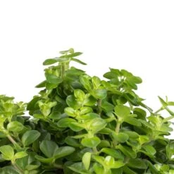 Peperomia Rotundifolia - Trailing Jade Plant 22 Peperomia Rotundifolia - Trailing Jade Plant -Hortology Plants Shop Peperomia rotundifolia Trailing Jade Plant SWATCH