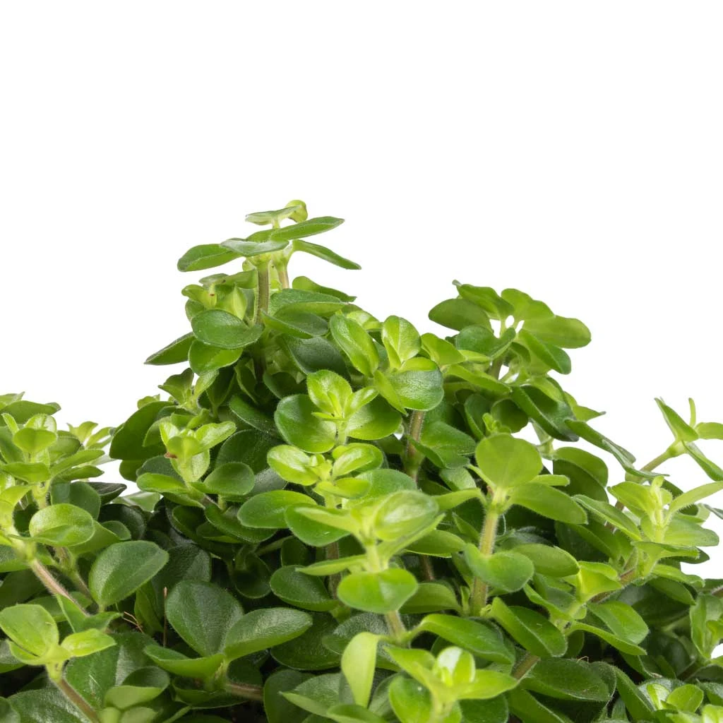 Peperomia Rotundifolia - Trailing Jade Plant 6 Peperomia Rotundifolia - Trailing Jade Plant - Image 4