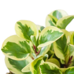 Peperomia Obtusifolia Obtipan Bicolor -Hortology Plants Shop PeperomiaobtusifoliaObtipanBicolor 1