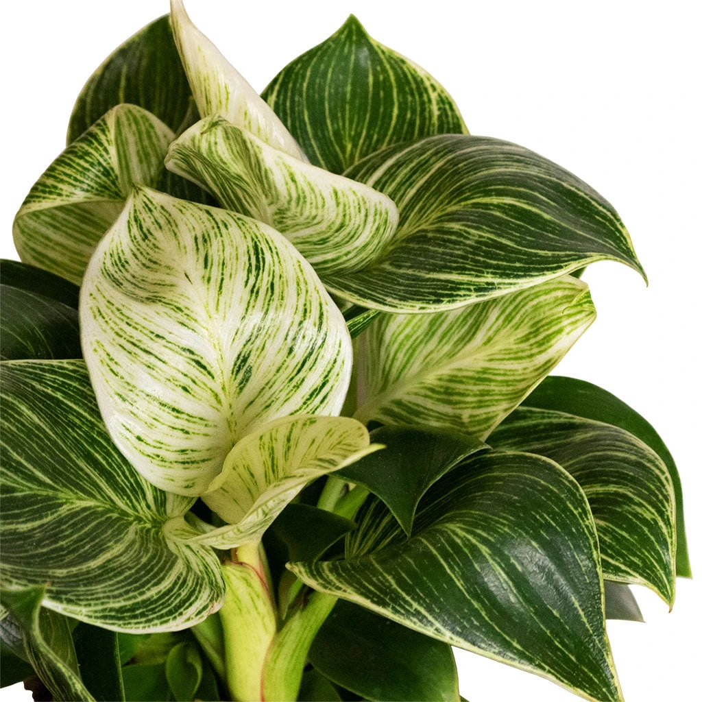 Philodendron Birkin - White Wave 5 Philodendron Birkin - White Wave - Image 3