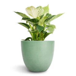 Bola Artstone Plant Pot - Thyme 17 Bola Artstone Plant Pot - Thyme -Hortology Plants Shop Philodendron Birkin White Wave 12x25cm Bola Artstone Plant Pot Thyme 17x15cm 2 f714ee57 00ec 471e b532 e3da7e3dca13