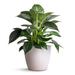 Sven Plant Pot - White 15 Sven Plant Pot - White -Hortology Plants Shop Philodendron Birkin White Wave 12x25cm Sven Plant Pot White 15x12cm 00d743ca 4268 4285 a79f 21c041437d3d