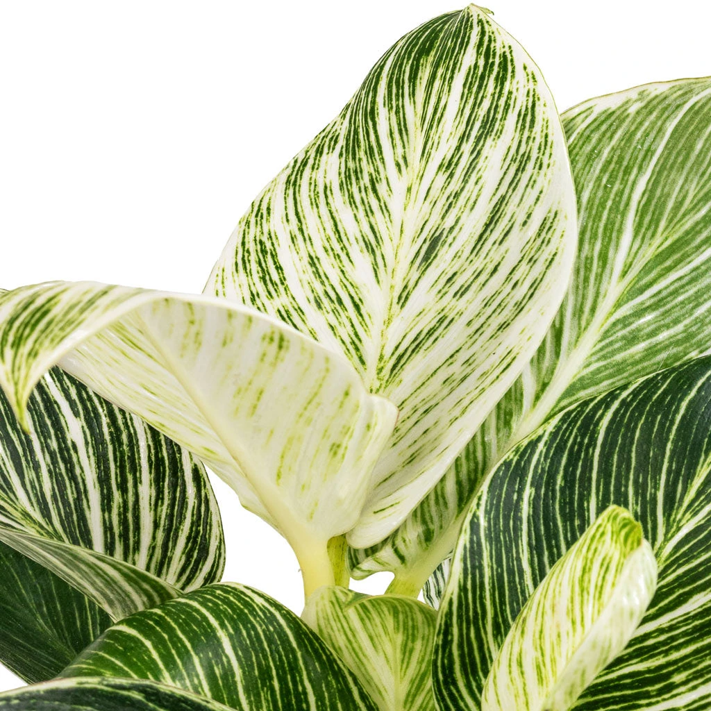 Philodendron Birkin - White Wave 6 Philodendron Birkin - White Wave - Image 4