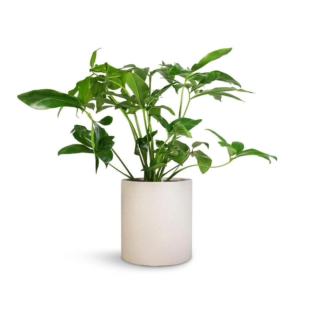 Max Refined Planter - Natural White 6 Max Refined Planter - Natural White - Image 4