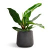 Philodendron Imperial Green 2 Philodendron Imperial Green -Hortology Plants Shop Philodendron Imperial Green 17x50cm Patt Plant Pot Black Washed 23x20cm 1