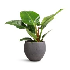 Mini Orb Kevan Plant Pot - Black Washed 19 Mini Orb Kevan Plant Pot - Black Washed -Hortology Plants Shop Philodendron Imperial Green 19x50cm Mini Orb Kevan Plant Pot Black Washed 25x21cm db4607f1 0a87 4184 a705 db2ea000f8ab