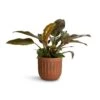 Philodendron Imperial Red 1 Philodendron Imperial Red -Hortology Plants Shop Philodendron Imperial Red 19x55cm Duncan Plant Pot Rust 23x22cm