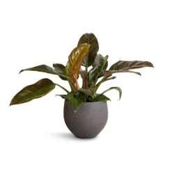 Mini Orb Kevan Plant Pot - Black Washed 21 Mini Orb Kevan Plant Pot - Black Washed -Hortology Plants Shop Philodendron Imperial Red 19x55cm Mini Orb Kevan Plant Pot Black Washed 25x21cm 4f959ecf 6443 4dd9 bcca 626091519d71