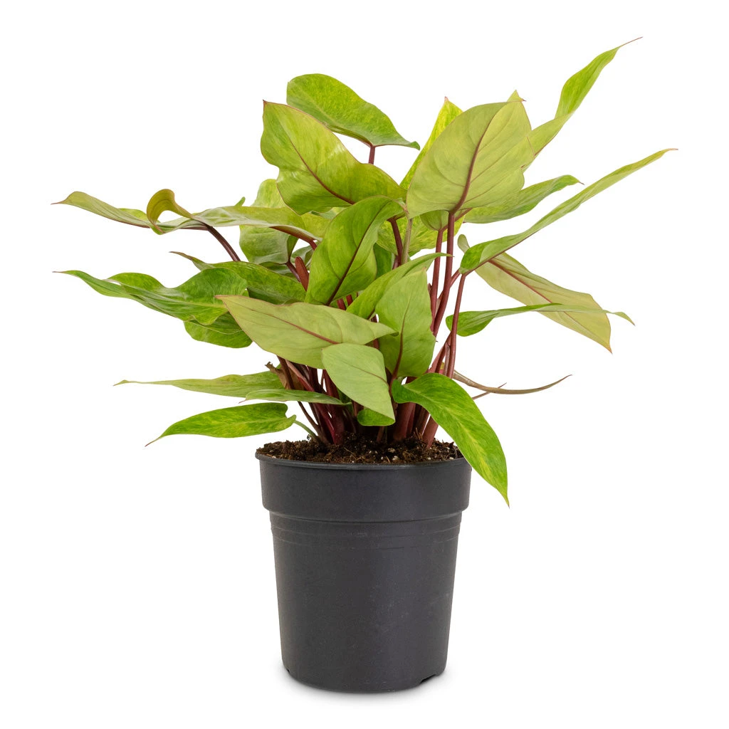 Philodendron Painted Lady 5 Philodendron Painted Lady - Image 3