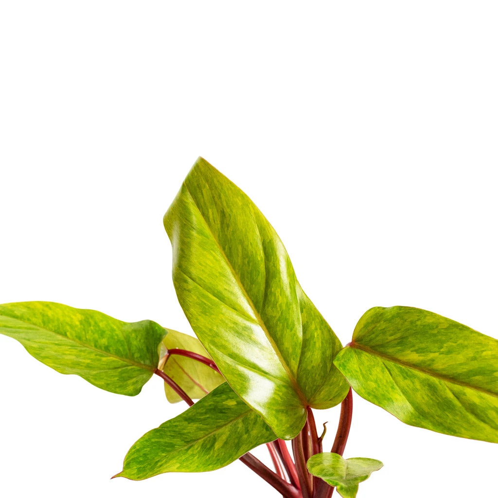 Philodendron Painted Lady 10 Philodendron Painted Lady - Image 8