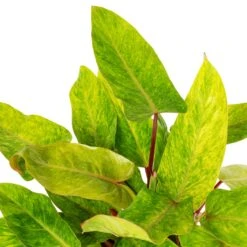 Philodendron Painted Lady 15 Philodendron Painted Lady -Hortology Plants Shop Philodendron Painted Lady SWATCH