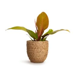 Cody Plant Pot - Straw Grass -Hortology Plants Shop Philodendron Prince of Orange 10.5x30cm Cody Plant Pot Straw Grass 17x15cm a6822c98 32bd 4c63 a74f aafb2edd6dc0