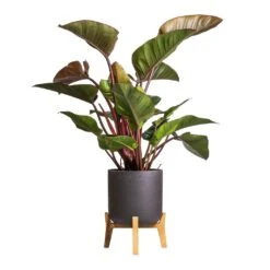 Philodendron Red Beauty 16 Philodendron Red Beauty -Hortology Plants Shop Philodendron Red Beauty 27x100cm Charlie Plant Pot Low Stand Black Washed