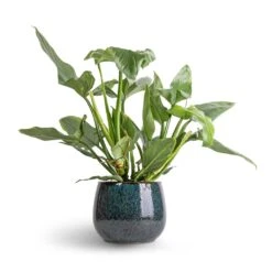Philodendron Hastatum Silver Queen -Hortology Plants Shop Philodendron Silver Queen 17x50 Odile Plant Pot Petrol 24x19cm