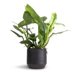 Philodendron Hastatum Silver Queen -Hortology Plants Shop Philodendron Silver Queen 17x50cm Norell Plant Pot Black 25x24cm
