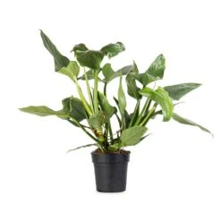 Philodendron Hastatum Silver Queen -Hortology Plants Shop Philodendron Silver Queen