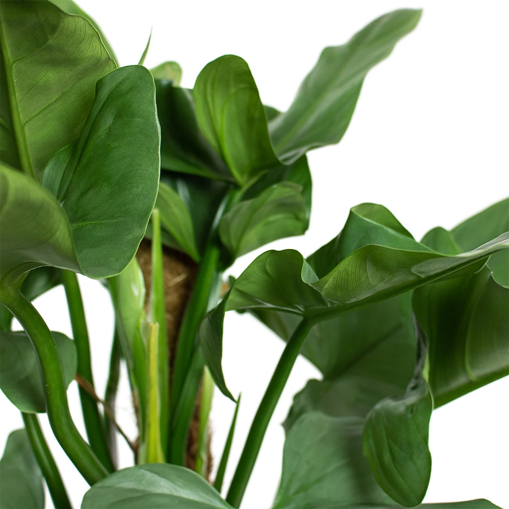 Philodendron Hastatum Silver Queen - Moss Pole 4 Philodendron Hastatum Silver Queen - Moss Pole - Image 2