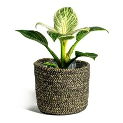 Philodendron Birkin - White Wave 23 Philodendron Birkin - White Wave -Hortology Plants Shop Philodendron White Wave Maartje Plant Baskets Set of 5 black ea2fd914 3fc3 471b 9a08 e55525747cbc