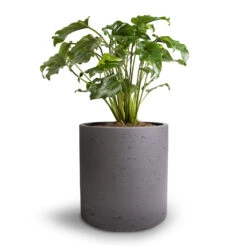 Puk Plant Pot - Black Washed 23 Puk Plant Pot - Black Washed -Hortology Plants Shop Philodendron Winterbourn Xanadu Philodendron 19x40cm Puk Plant Pot Black Washed 25x25cm e86ebc6f 8b99 48bc 9527 67d8582ed66c