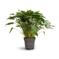 Thaumatophyllum Xanadu - Philodendron Xanadu -Hortology Plants Shop Philodendron Winterbourn Xanadu Philodendron 21x60cm