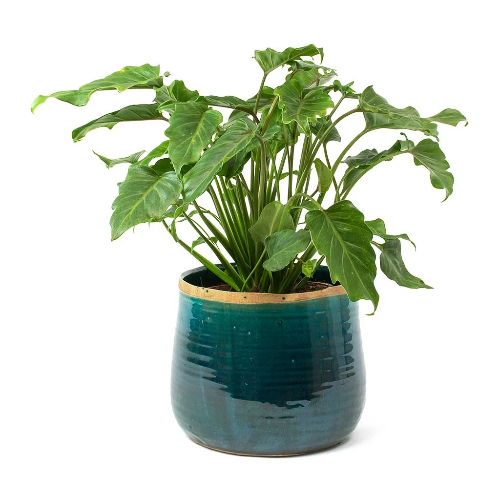 Iris Plant Pot - Turquoise 10 Iris Plant Pot - Turquoise - Image 8