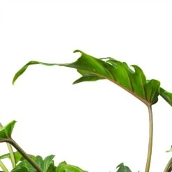 Thaumatophyllum Xanadu - Philodendron Xanadu -Hortology Plants Shop Philodendron Winterbourn Xanadu Philodendron Leaf