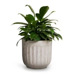 Philodendron Erubescens Green Princess 13 Philodendron Erubescens Green Princess -Hortology Plants Shop Philodendron erubescens Green Princess 12x25cm Duncan Plant Pot Cement 17x16cm 420ff894 e98d 44e5 96e1 4347c8b2e6f2