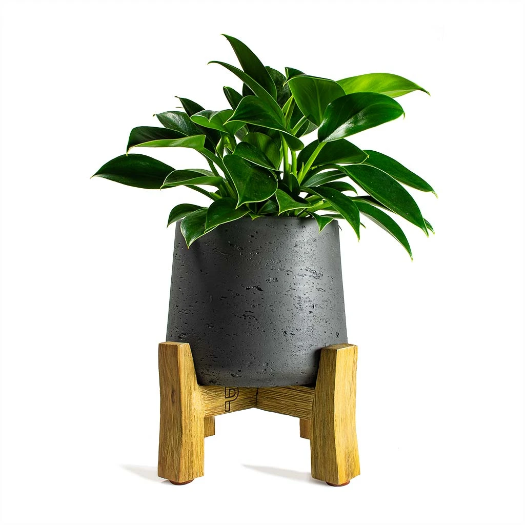Patt Plant Pot - Low Stand - Black Washed 6 Patt Plant Pot - Low Stand - Black Washed - Image 4