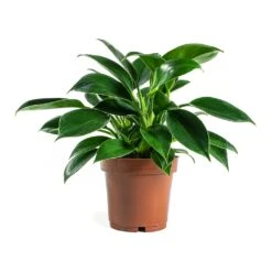 Philodendron Erubescens Green Princess 11 Philodendron Erubescens Green Princess -Hortology Plants Shop Philodendron erubescens GreenPrincess Houseplant 12x25cm