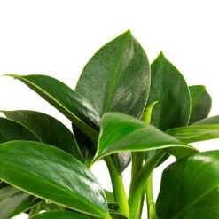Philodendron Erubescens Green Princess 12 Philodendron Erubescens Green Princess -Hortology Plants Shop Philodendron erubescens GreenPrincess Houseplant Far Leaf 12x25cm