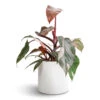 Philodendron Erubescens Pink Princess 2 Philodendron Erubescens Pink Princess -Hortology Plants Shop Philodendron erubescens Pink Princess 12x25cm Puk Essentials Planter Matt White 15x15cm