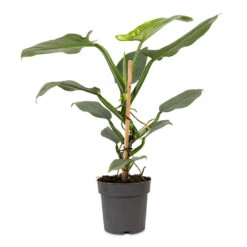 Philodendron Hastatum Silver Queen -Hortology Plants Shop Philodendron hastatum Silver Queen 14x45cm