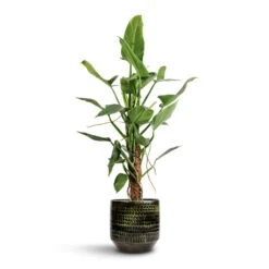 Sanna Plant Pot - Moss Green -Hortology Plants Shop Philodendron hastatum Silver Queen Moss Pole 17x65cm Sanna Plant Pot Moss Green 25x23cm d6f2d50f c0c4 434d 93ca 44f136a06d4f
