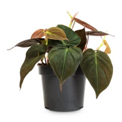 Philodendron Micans - Velvet Leaf Philodendron 18 Philodendron Micans - Velvet Leaf Philodendron -Hortology Plants Shop Philodendron micans 12cm