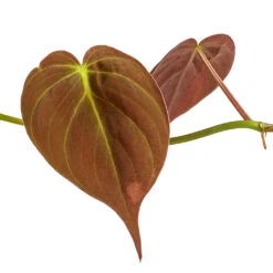 Philodendron Micans - Velvet Leaf Philodendron 21 Philodendron Micans - Velvet Leaf Philodendron -Hortology Plants Shop Philodendron micans DETAIL 3