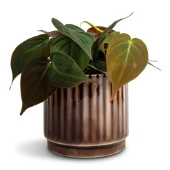 Nella Plant Pot - Coffee 20 Nella Plant Pot - Coffee -Hortology Plants Shop Philodendron micans Velvet Leaf Philodendron 12x20cm Nella Plant Pot Coffee 14x12cm b83da7b2 844e 4719 9025 cafc9f751324